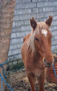 فروش کره مادیان ۱۵ماهه درشت
