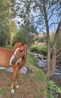 اسب نریان اخته شده