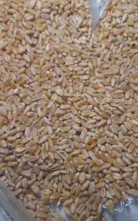 فروش گندم سیوان آبی وجو دوپر