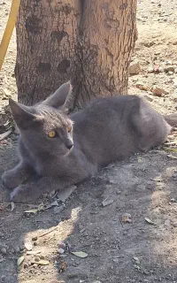 یک عدد گربه