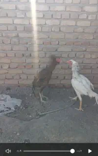 لاری مرغ و خروس