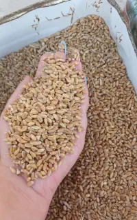 گندم امسال