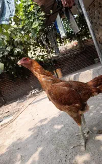 مرغ لاری تاج مهر