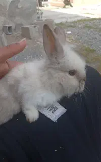 خرگوش پشمالو لپ