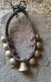 قرچه سگ