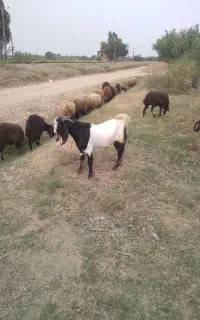 فروش بز نرو ماده
