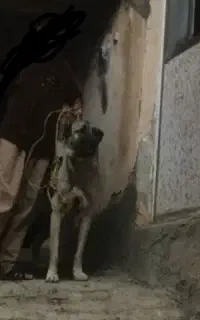 واگذاری گانگال 7ماهه نر