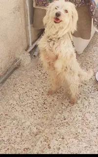 ماده سگ خانگی