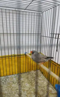 فنج کینگ وسینه سرخ قفس سهره خاکی