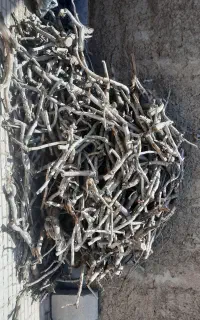 چوب پسته