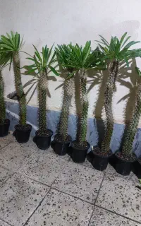 گل طبیعی