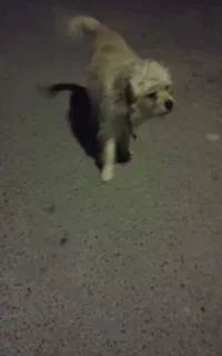 سگ پاکوتاه