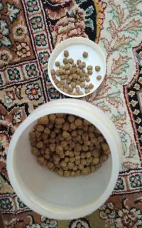 دوار دل دردو گل‌محمدی