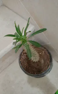ماداگاسکار زیبا