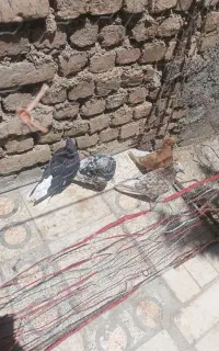 کبوتردم سفید
