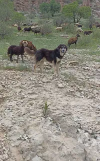 سگ گمشده (لطفا آگهی رو بخونید)