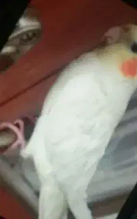 گمشده