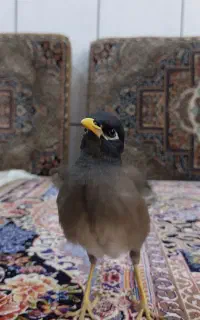 مرغ مینا