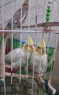 فروش ۵ عدد عروس هلندی