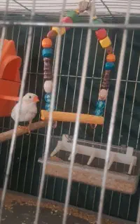 فنچ