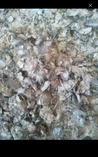 کود کبوتر