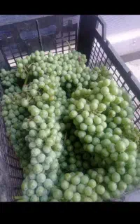ابدار