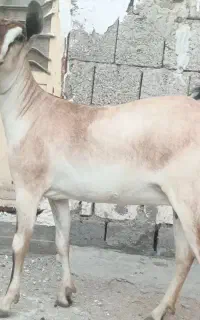 بز اهو دقلوزا  آبستن  درجه یک