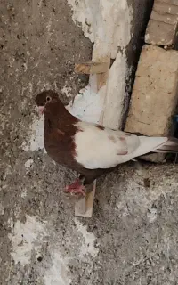 سینه سرخ