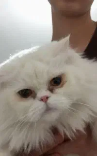 گمشده ده میلیون تومان مژدگانی
