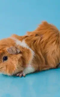 فروش خوکچه هندی مو بلند فَشِن