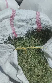 کاه بیده زابلی