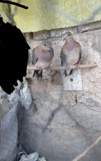 یک جفت کبوتر خانگی