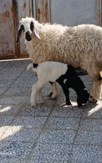 گوسفند زاییده با بره نر