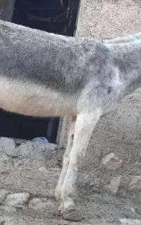 الاغ ماده