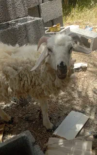 بره