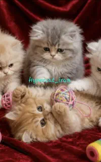 حراج گربه های کوپولی کوتوله موتوله خوردنی کیوت