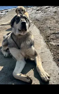 یه قلاده ماچ دوسرپژدر اصیل