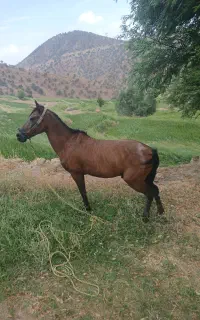 اسب وتجهیزات سوارکاری
