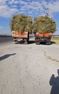 گیاه