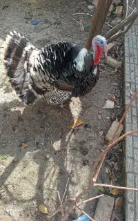 بوقلمون نر
