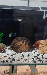 آکواریوم ماهی