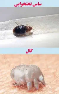 سمپاشی ،ساس،وتمام حشرات تضمینی وبه صورت ۲۴ساعته