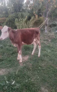 گوساله ماده سمینتال مور تک رنگ