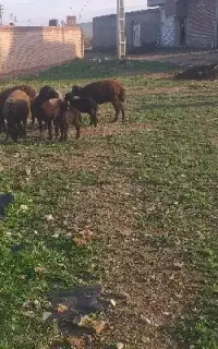 قصابی در منزل