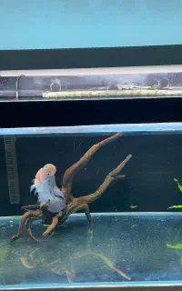 آکواریوم ریملس در حد