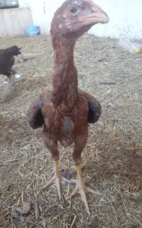 جوجه لاری اصل