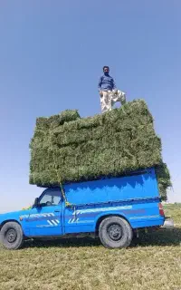 یونجه اعلاء دیم کردستان