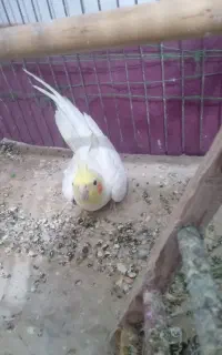 عروس هلندی ۱سال