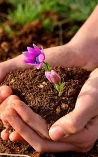 بهترین کود کشاورزی