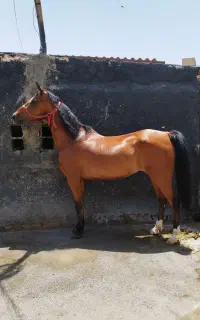 مادیان درجه یک فروشی